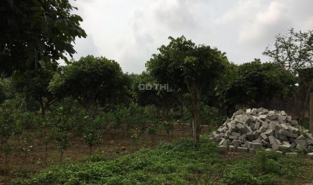 Bán vườn cam tại Cao Phong, Hòa Bình đã được thu, đầy đủ cơ sở vật chất