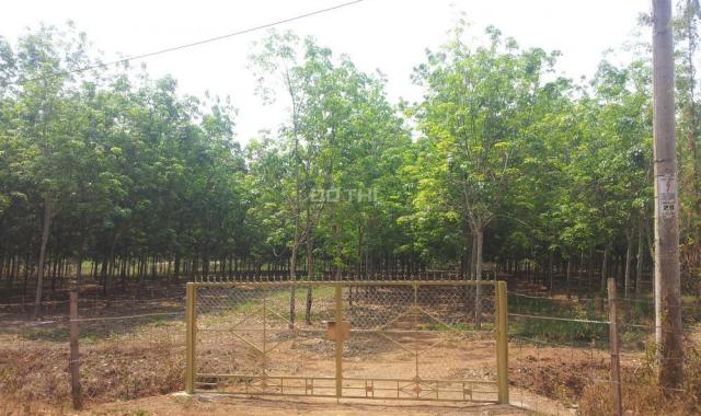 Mô hình trang trại tại Lộc Quang, Lộc Ninh, Bình Phước dt 19970m2, giá 1 tỷ 6