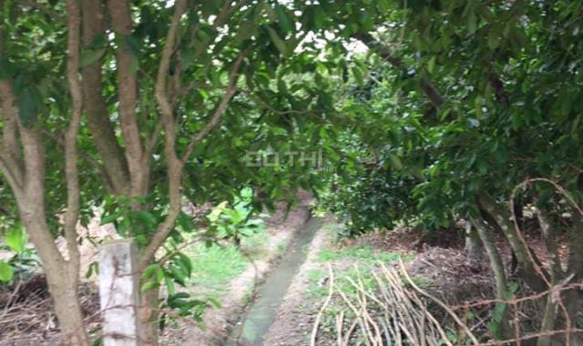 Bán vườn cây ăn trái mặt tiền sông Sài Gòn, ô tô đến tận nơi xã Trung An, Củ Chi