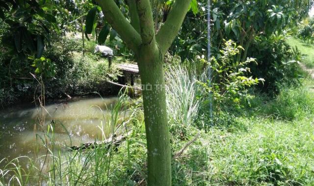 Bán đất vườn chính chủ không môi giới (đang trồng xoài) giá rẻ ở Tam Nông xã Phú Đức