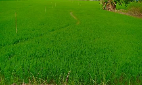 Bán đất nông nghiệp và rừng, đất vuông tôm, đất nền tại huyện U Minh, Cà Mau