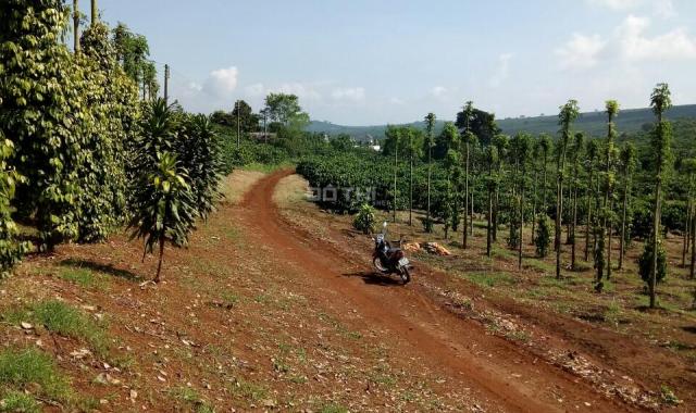 4.000m2 đất đang trồng tiêu TCLN sổ đỏ, đường 7m, TC 100%, dân đông, Di Linh, Lâm Đồng