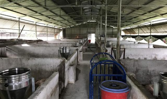 Bán trang trại chăn nuôi 24.000m2 tại thị xã Phú Mỹ, Bà Rịa Vũng Tàu