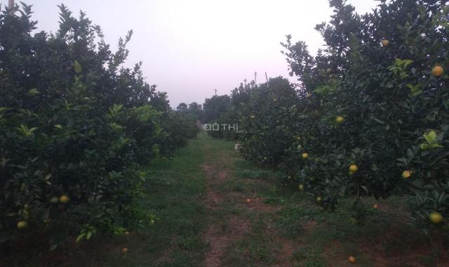 Bán đất trồng cam đang cho thu hoạch tại xã Cao Thắng, Lương Sơn, Hòa Bình, giá đầu tư