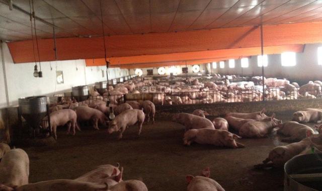 Cần bán 1 trang trại lợn thịt dt hơn 10.000m2 ở Tân Liên, Vĩnh Bảo