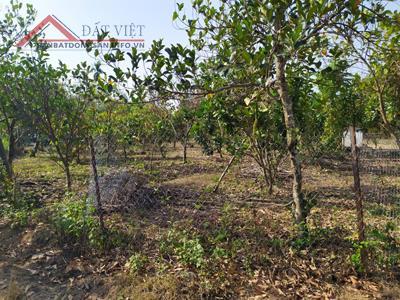 Bán gần 2 sào vườn trái cây đủ loại có suối nước quanh năm Bình Lộc, TP Long Khánh