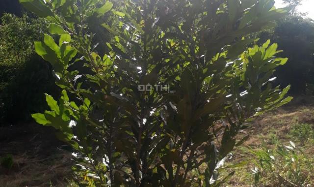 Chính chủ cần bán 2 lô đất vườn trồng cây lâu năm, tại tỉnh Đăk Nông