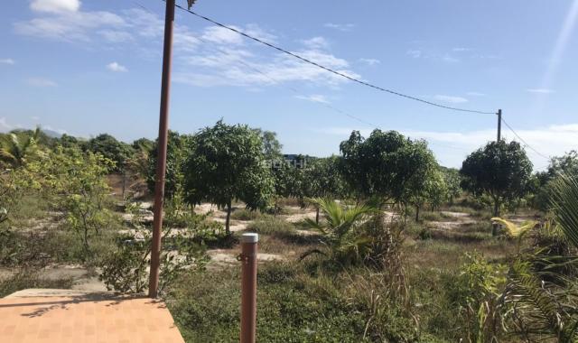 Đất ven biển Tx. Lagi Bình Thuận có sẵn nhà và vườn cây ăn trái 1.1 héc ta cần bán gấp