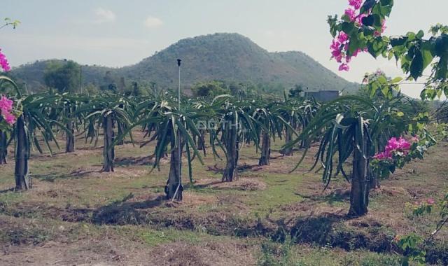 Bán rẻ 3,6 hecta đất trang trại đẹp xã Hồng Liêm, Bình Thuận, sổ đỏ
