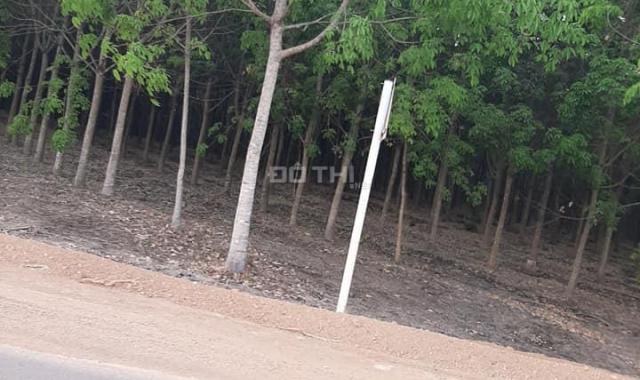 Cần bán 88ha vườn cao su trồng 7 năm chưa khai thác, huyện Lộc Ninh, Bình Phước