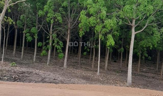 Cần bán 88ha vườn cao su trồng 7 năm chưa khai thác, huyện Lộc Ninh, Bình Phước