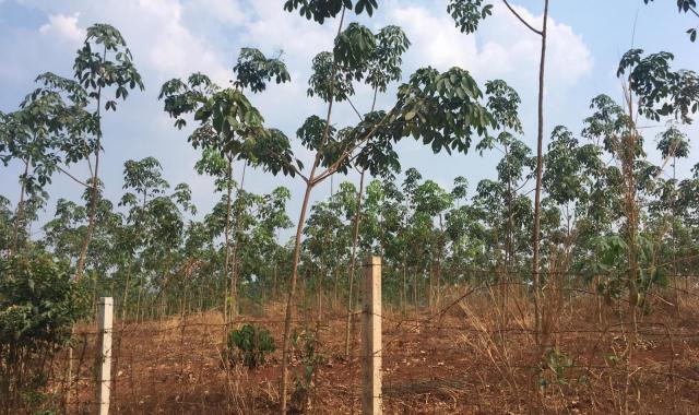 Cần bán gấp 14ha cao su trồng được 2 năm, đất đỏ bazan tại Lộc Ninh, Bình Phước