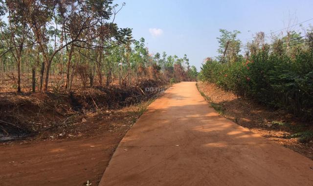 Cần bán gấp 14ha cao su trồng được 2 năm, đất đỏ bazan tại Lộc Ninh, Bình Phước