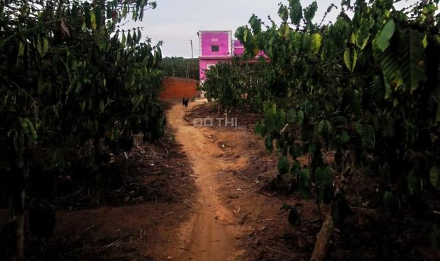 Bán trang trại kèm nhà ở tại Xã Đà Loan, Đức Trọng, Lâm Đồng diện tích 5 hecta giá 3.1 tỷ