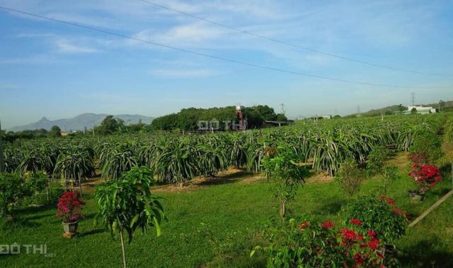 Bán khu vườn Bình Thuận xanh mát 5.5ha có căn biệt thự gỗ và 5000 gốc thanh long, 15 tỷ, sổ riêng