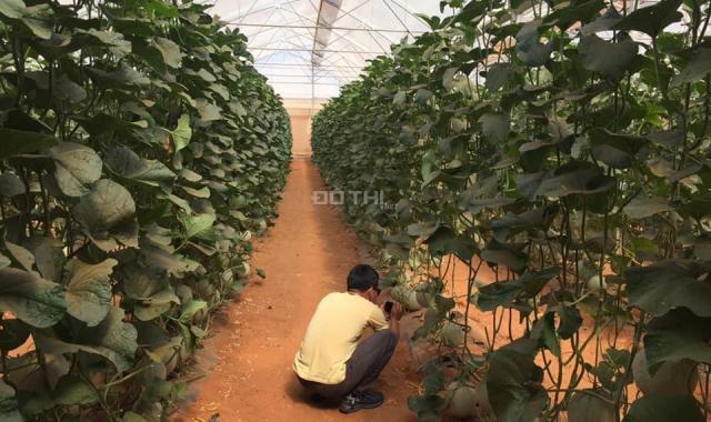 Chính chủ bán đất nông nghiệp Bình Thuận chỉ 70k/m2/th, sổ riêng sang tên ngay, Lh 0938677909