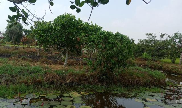 Bán vườn trái cây xã Tân Thạnh Tây, huyện Củ Chi diện tích 4765 mét vuông