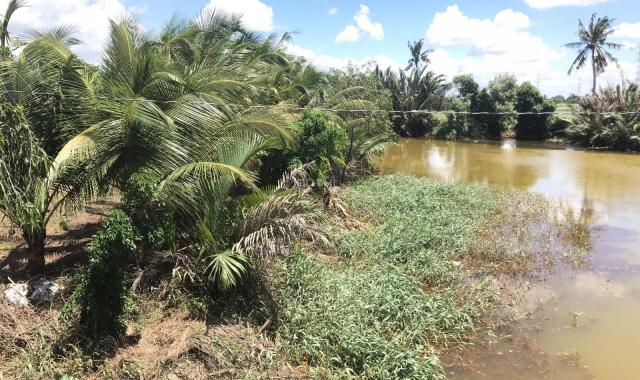 Chị tôi bán mảnh đất vườn giáp với 2 mặt sông lớn, có cây ăn Trái Xoài, Dừa Xiêm, Thăng Long