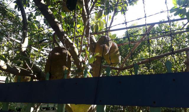 Vườn cây ăn trái Điện Hòa, Điện Bàn. Đất đẹp, giá cũng đẹp nốt