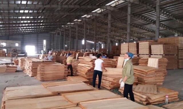 Chỉ 12 nghìn/m2 đất trồng rừng ở Lạng Sơn