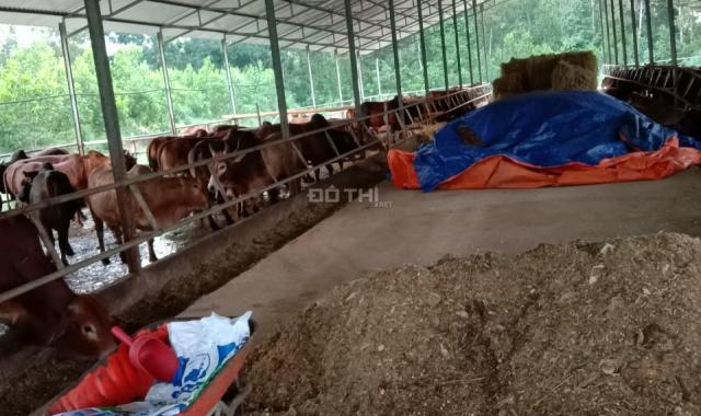 Cần bán đất kèm trang trại bò xã Xuân Hòa, huyện Xuân Lộc