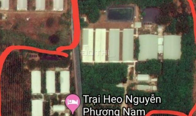 Cần bán gấp trang trại 9ha 3 mặt tiền Sông Xoài, Huyện Phú Mỹ (Tân Thành), Bà Rịa - Vũng Tàu