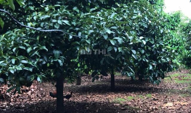 Bán vườn trái cây tặng nhà xã Quang Trung, Thống Nhất, Đồng Nai, diện tích 2,8 ha