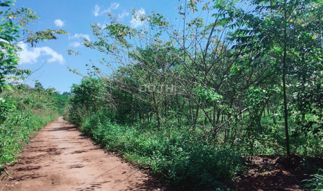 Cần tiền bán gấp vườn cây 6697m2 tại xã Hàng Gòn, TP Long Khánh sổ hồng riêng