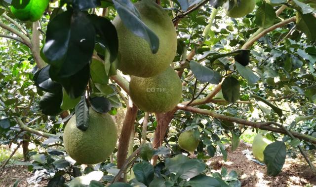 Cần bán gấp vườn bưởi, trái sai trĩu cành tại Chợ Gạo Tiền Giang