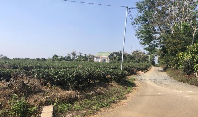 Chính chủ cần bán 1,8ha đất mặt tiền đường nhựa, Lộc Nga, Tp bảo Lộc, tỉnh Lâm Đồng