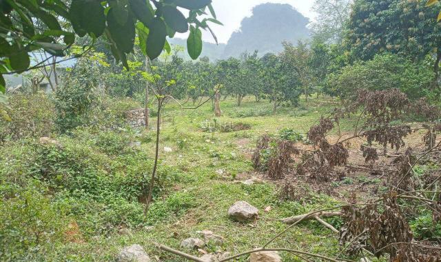 Cần bán 1.500m2 đất thổ cư bám mặt đường liên xã tại Lương Sơn, Hòa Bình