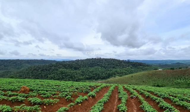 Chuyển nhượng đất rừng sản xuất tại Đắk Lắk