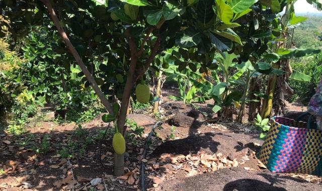 Cần sang nhượng vườn trái cây 4.3 ha tại Xuân Lộc. Đang cho thu nhập 1 tỷ/năm