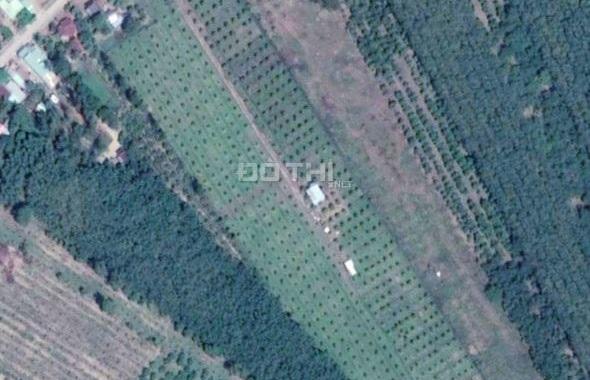 Bán gấp 14,350m2 đất trồng bưởi Phú Lý, Vĩnh Cửu, Đồng Nai