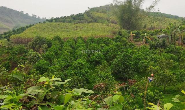 Đất Cao Phong trồng cam 1200m2, giá rẻ nhất