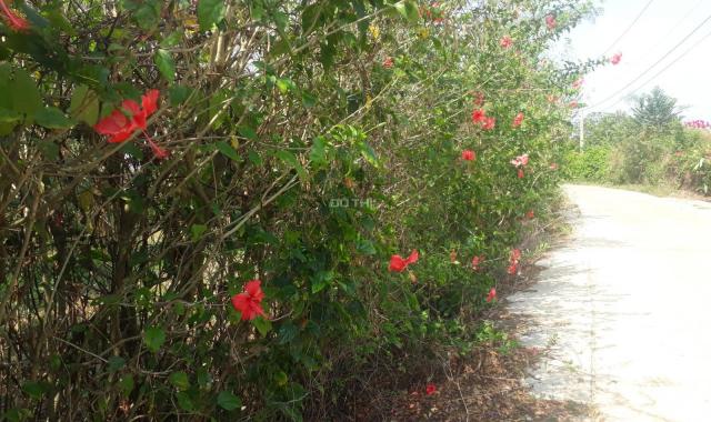 Bán đất vườn tại huyện Cẩm Mỹ, đường xe hơi, sổ hồng riêng, có cây ăn trái