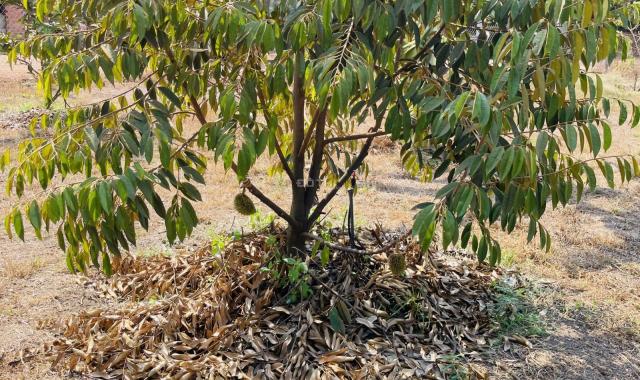 Bán 1 sào đất cây ăn quả MT đường liên xã, xã Quang Minh, Chơn Thành