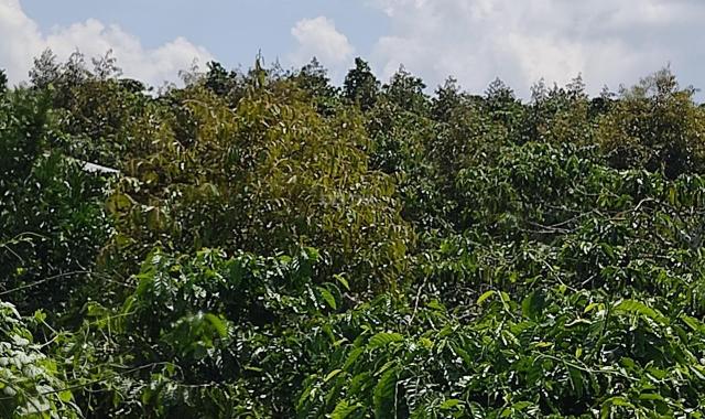 Bán đất vườn trái cây xã Hòa Bắc, Di Linh, Lâm Đồng