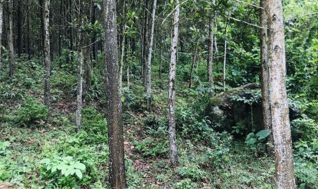 Bán lô đất diện tích 1.1ha rừng sản xuất, có đất thổ cư tại Kim Bôi - Hòa Bình