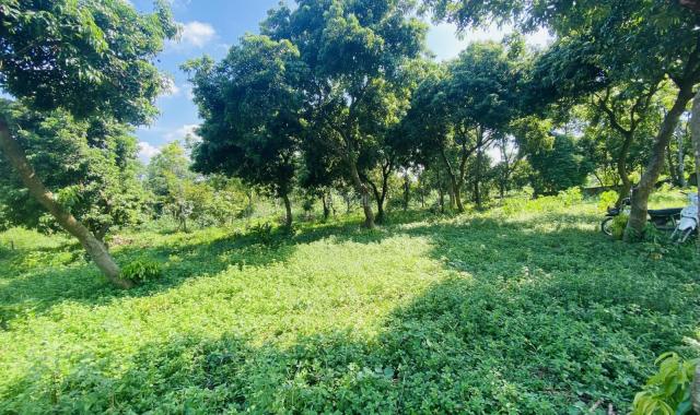 Đất nghỉ dưỡng Cẩm Lĩnh Ba Vì Hà Nội 7000 m2 giá chỉ 1tr/m2. Liên hệ 0971262926: Duy Tân