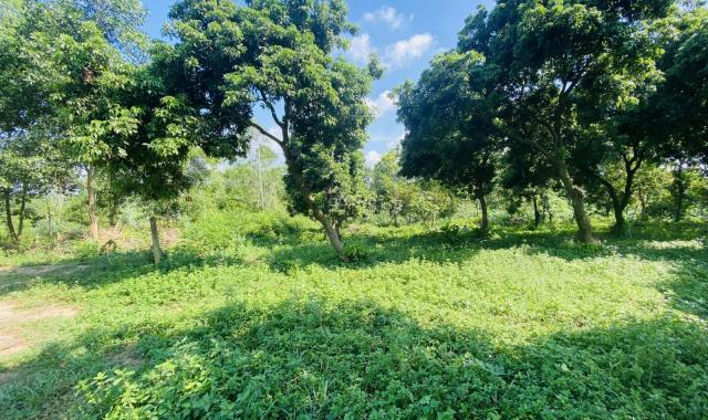 Đất nghỉ dưỡng Cẩm Lĩnh Ba Vì Hà Nội 7000 m2 giá chỉ 1tr/m2. Liên hệ 0971262926: Duy Tân