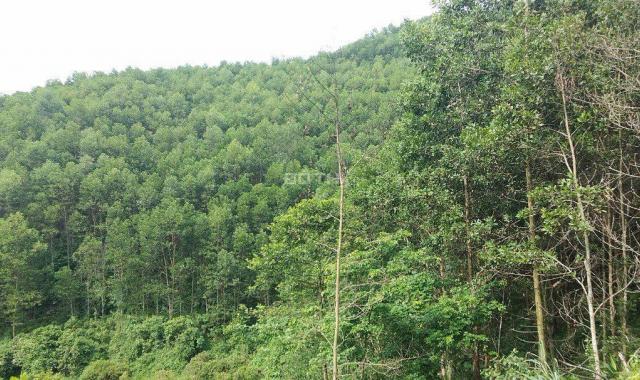 Cần sang nhượng 28ha đất rừng sản xuất giá rẻ tại Kim Bôi, Hòa Bình