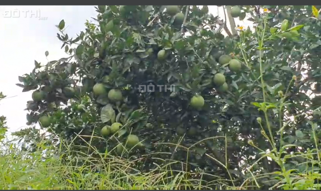 Bán nhanh đất 5100m2 trồng cam sai trĩu quả cực ngọt giá chỉ hơn 500tr Cao Phong Hòa Bình
