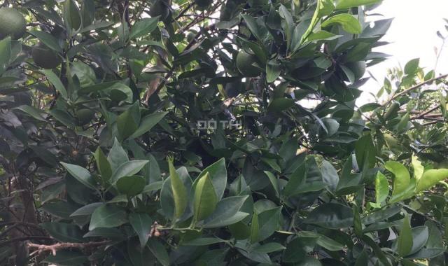 Bán nhanh đất 5100m2 trồng cam sai trĩu quả cực ngọt giá chỉ hơn 500tr Cao Phong Hòa Bình