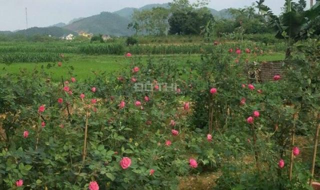Đất nghỉ dưỡng view cánh đồng, bao sổ hồng tại Yên Bình Thạch Thất sẵn nhà cấp 4