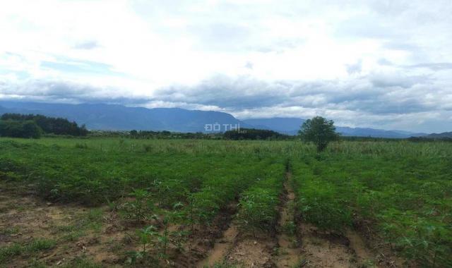 Bán đất cây lâu năm xã Ninh Tây, Ninh Hòa rộng 10.000m2 giá rẻ LH 0788.558.552