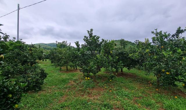 Bán đất Cao Phong hơn 7000m giá chỉ 1.x tỷ có thổ cư, sẵn vườn cam
