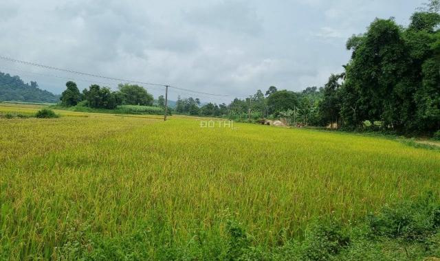 Chủ cắt bán 3200m2 có 200m2 thổ cư tại Tân Lạc, view cánh đồng, đất bằng phẳng, giá đầu tư