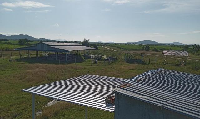 Cần bán trang trại 30.000m2 vùng đất tiềm năng cho ngành nông nghiệp tại Ninh Sơn, Ninh Thuận
