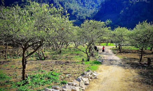 Cần bán mảnh đất siêu đẹp, có ao, suối và sẵn thổ cư ở Tân Lập, Mộc Châu